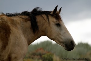 Kestrel (seeming to listen to the sound of Spring Creek running after the rain).