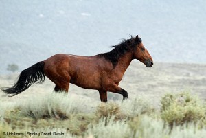 Tenaz running in the rain.