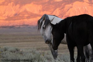 Aurora and Comanche against a dramatic sunset-lit Spring Creek Basin ridgeline.