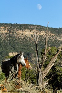Juniper and Gaia under the rising moon, Spring Creek Basin.