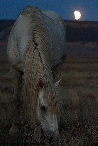Sundance under the lunar eclipse.