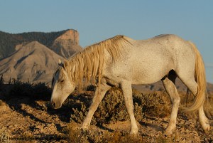 Chrome, Temple Butte, McKenna Peak