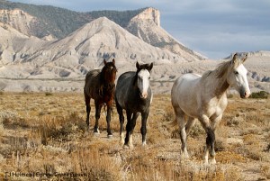 Kwana, Skywalker and Duke with McKenna Peak and Temple Butte in the background.