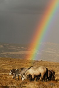 Chrome's band under the rainbow.