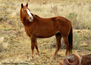 Gaia watches a low-flying plane over Spring Creek Basin.