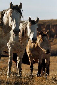 Comanche, Piedra and Kestrel