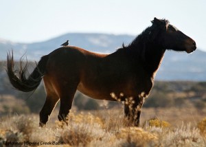 Cassidy Rain and feathered friend. She wasn't happy about it hitching a ride.