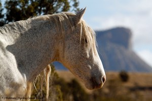 Chrome, Temple Butte