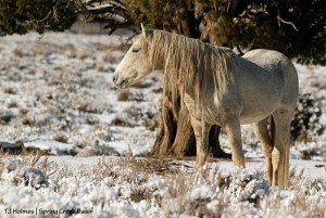 Chrome in the snow.