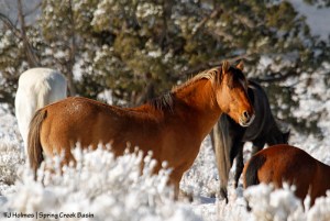 Hollywood with mares in snow.