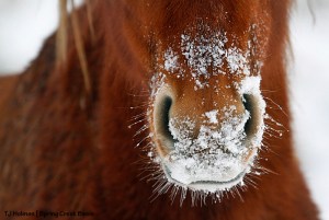 Snow whiskers
