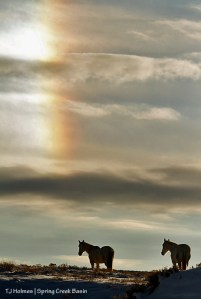 Houdini and Alegre under New Year's Day's sundog!