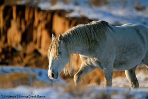 Sundance, Spring Creek canyon