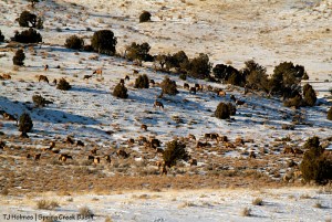 Elk in Spring Creek Basin.
