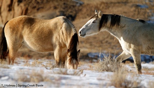 Kestrel and Comanche