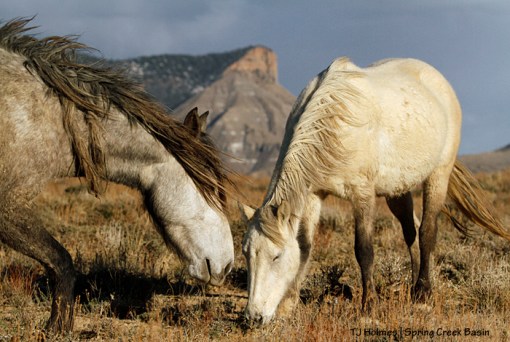 Juniper and Mysterium, McKenna Peak and Temple Butte