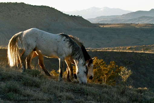 Comanche and Kestrel