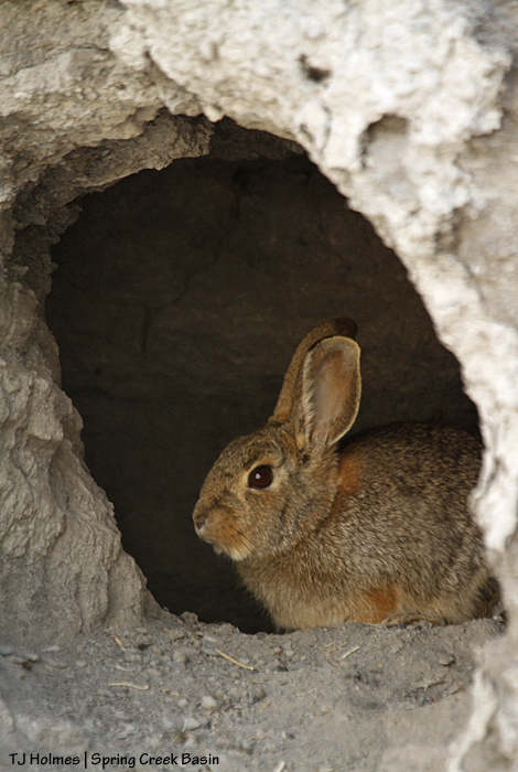 Bunny rabbit in an arroyo-wall den.