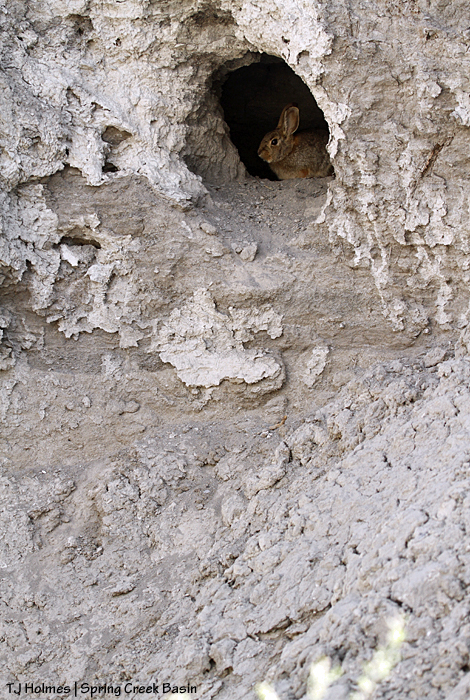 Bunny rabbit in an arroyo-wall den.