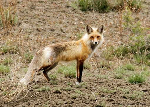Fox in Spring Creek Basin