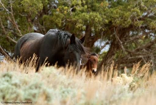 Shadow and her filly