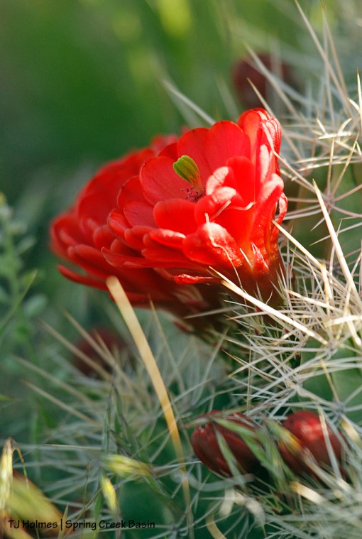Claret cup cacti blooms.