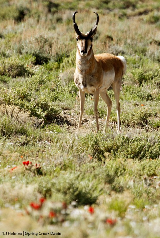 Pronghorn buck in Spring Creek Basin.