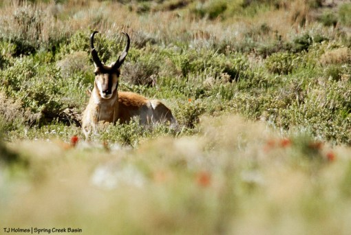Pronghorn buck in Spring Creek Basin.