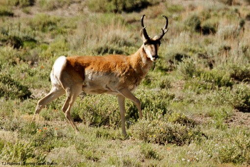 Pronghorn buck in Spring Creek Basin.