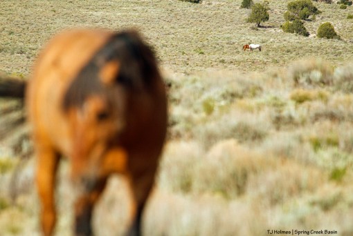 Hayden and Ty have a chat while Hollywood grazes in the foreground.