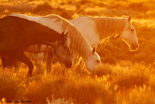Maia, Alegre and Houdini