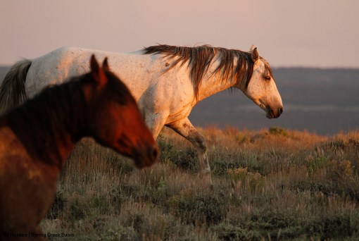 Comanche and Aspen