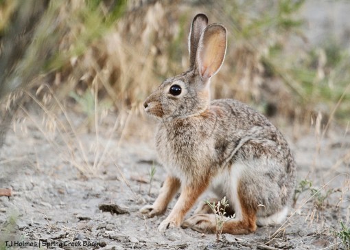 Cottontail rabbit in Spring Creek Basin
