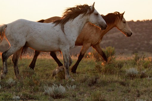 Comanche and Kestrel