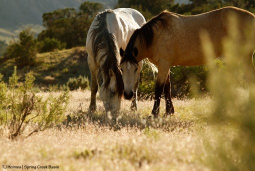 Kestrel and Comanche