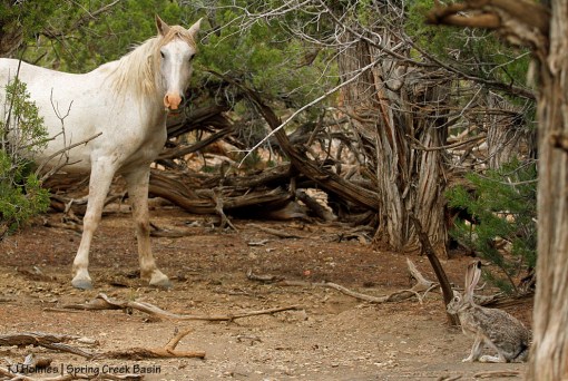 Corona and jack rabbit
