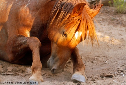 Hayden rolling in sand.