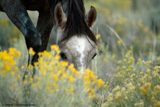 Young grey filly in Sand Wash Basin