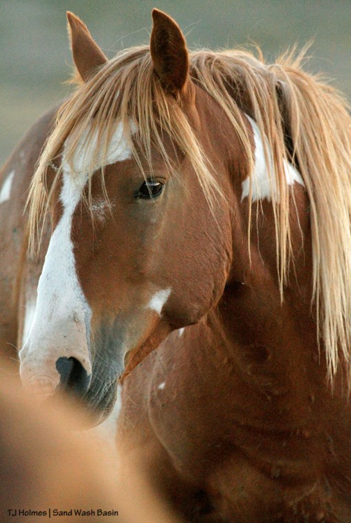 Sorrel-and-white pinto stallion in Sand Wash Basin.