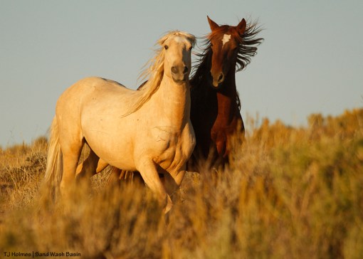 Bachelor stallions in Sand Wash Basin.