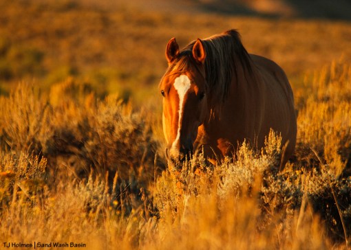 Dun mare in Cosmo's band.
