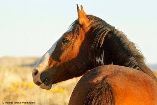 Sand Wash Basin stallion Kiowa.