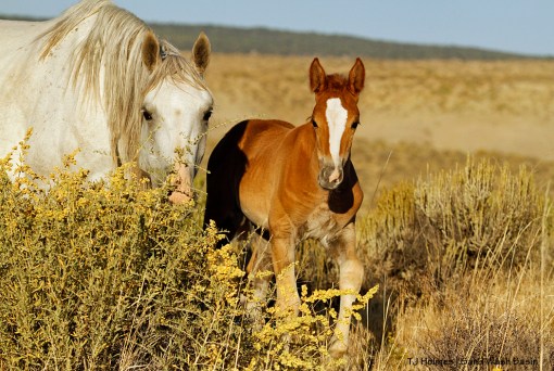 Mare and colt in the band of a blue-eyed sorrel stallion in Sand Wash Basin.