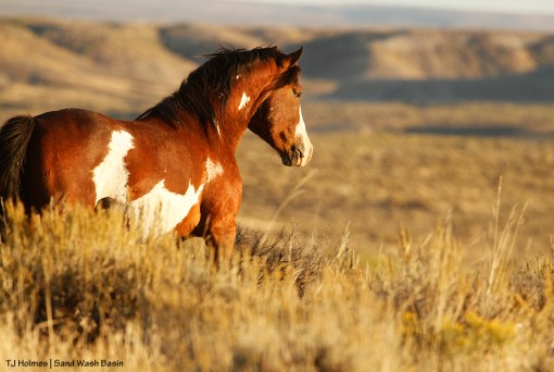 Sand Wash Basin stallion Kiowa.