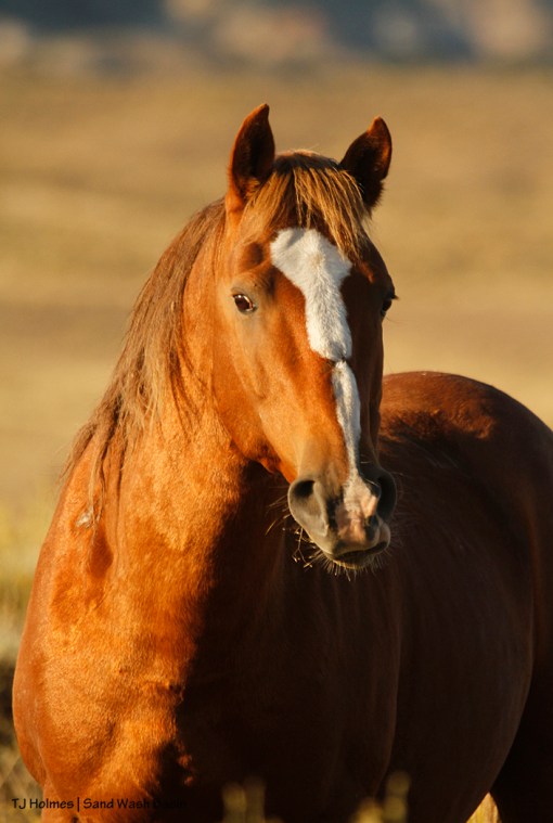 Lieutenant stallion in Sand Wash Basin.