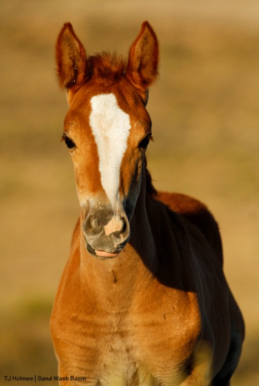 Colt in Sand Wash Basin band of blue-eyed sorrel stallion (dam is grey).