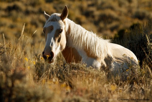 Meteor, yearling colt in Star's band.