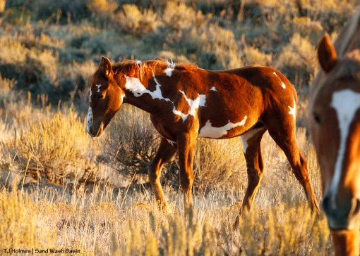 Flashy pinto colt and sorrel stallion in Sand Wash Basin.