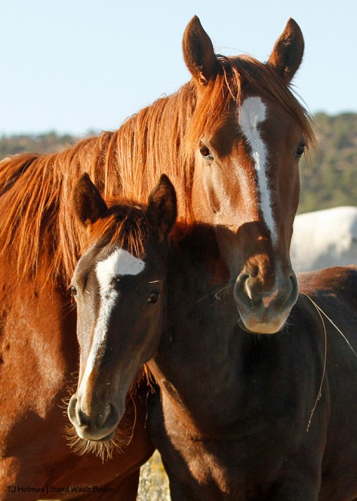 Mare and foal in Cosmo's band (?) in Sand Wash Basin.