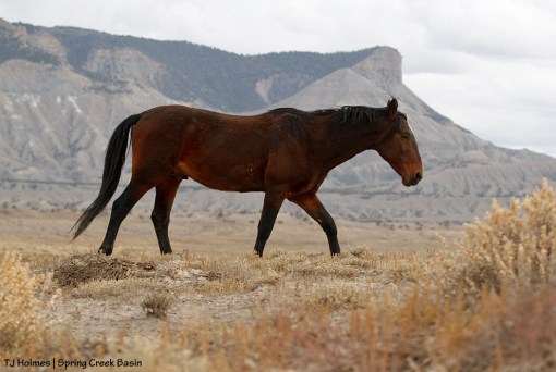 Duke, McKenna Peak and Temple Butte